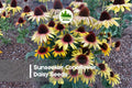 Sunseeker Coneflower Daisy Seeds – 200+ Yellow-Orange Rudbeckia spp. for Borders, Pollinator Gardens & Cut Flowers