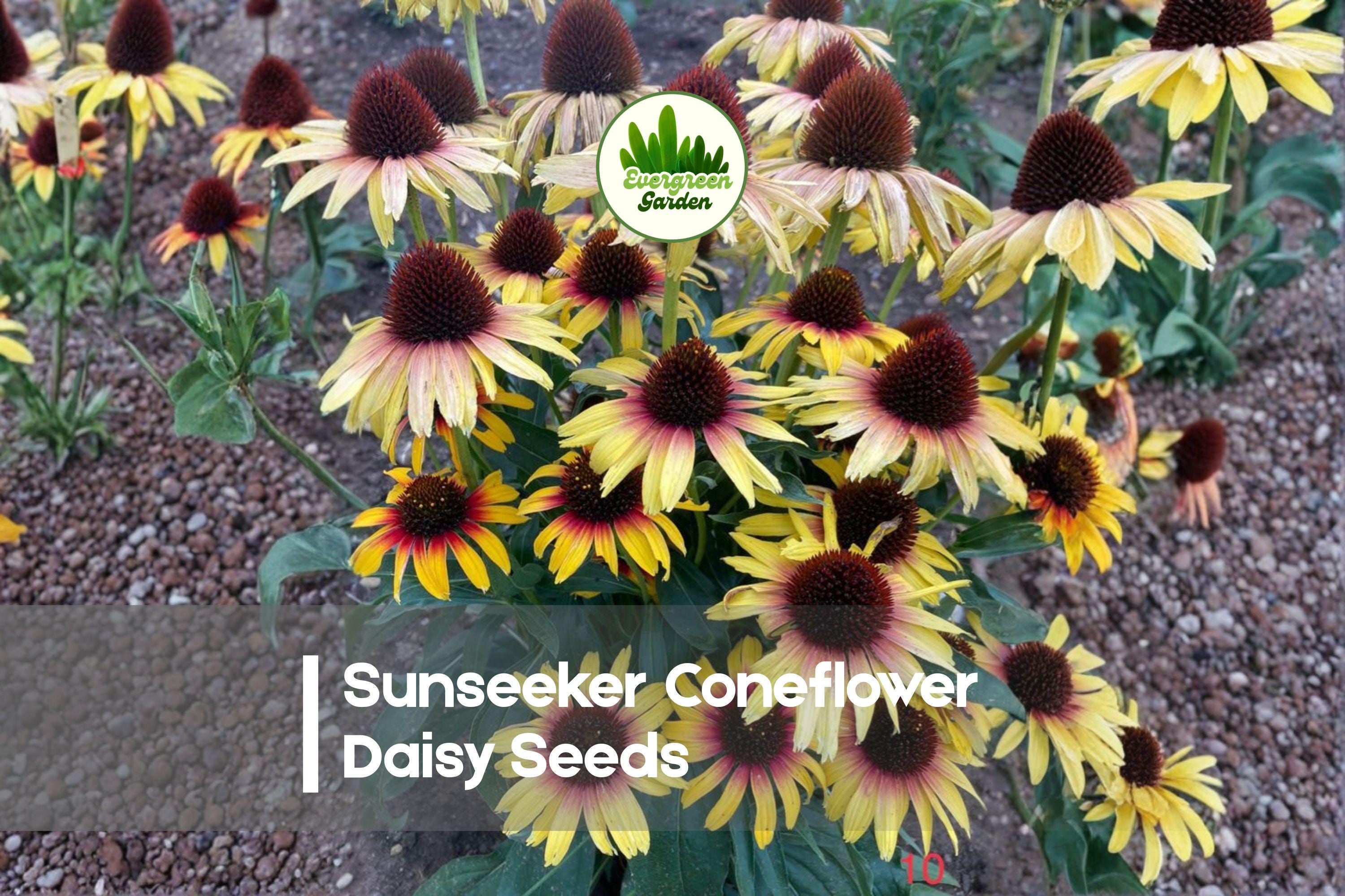 Sunseeker Coneflower Daisy Seeds – 200+ Yellow-Orange Rudbeckia spp. for Borders, Pollinator Gardens & Cut Flowers