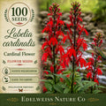 Lobelia cardinalis Seeds – Cardinal Flower Native Perennial Pollinator Garden Plant Non-GMO Heirloom Seed Pack