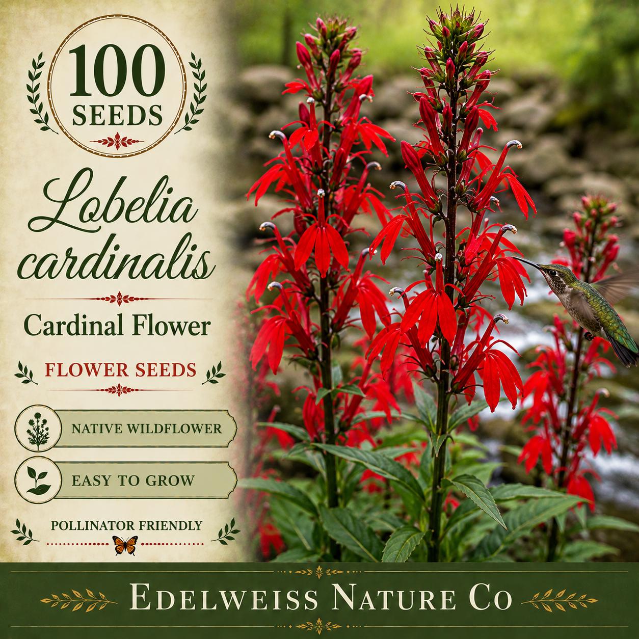 Lobelia cardinalis Seeds – Cardinal Flower Native Perennial Pollinator Garden Plant Non-GMO Heirloom Seed Pack