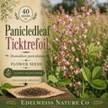 Desmodium paniculatum Seeds – Native Wildflower, Pollinator-Friendly, Heirloom, Non-GMO, Prairie, Meadow, Legume