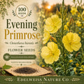 Oenothera biennis Evening Primrose Seeds – Heirloom Non-GMO Wildflower Pollinator Garden Plant, Yellow Bloom, 100 Seeds