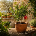 Azadi Pomegranate Live Starter Plant – Punica granatum Edible Fruit Tree for Garden, Patio & Landscape