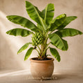 3 Gran Nain Banana Tree Starter Plants | Tropical Edible Fruit Plants | Musa acuminata | Live Banana Plants for Garden & Container