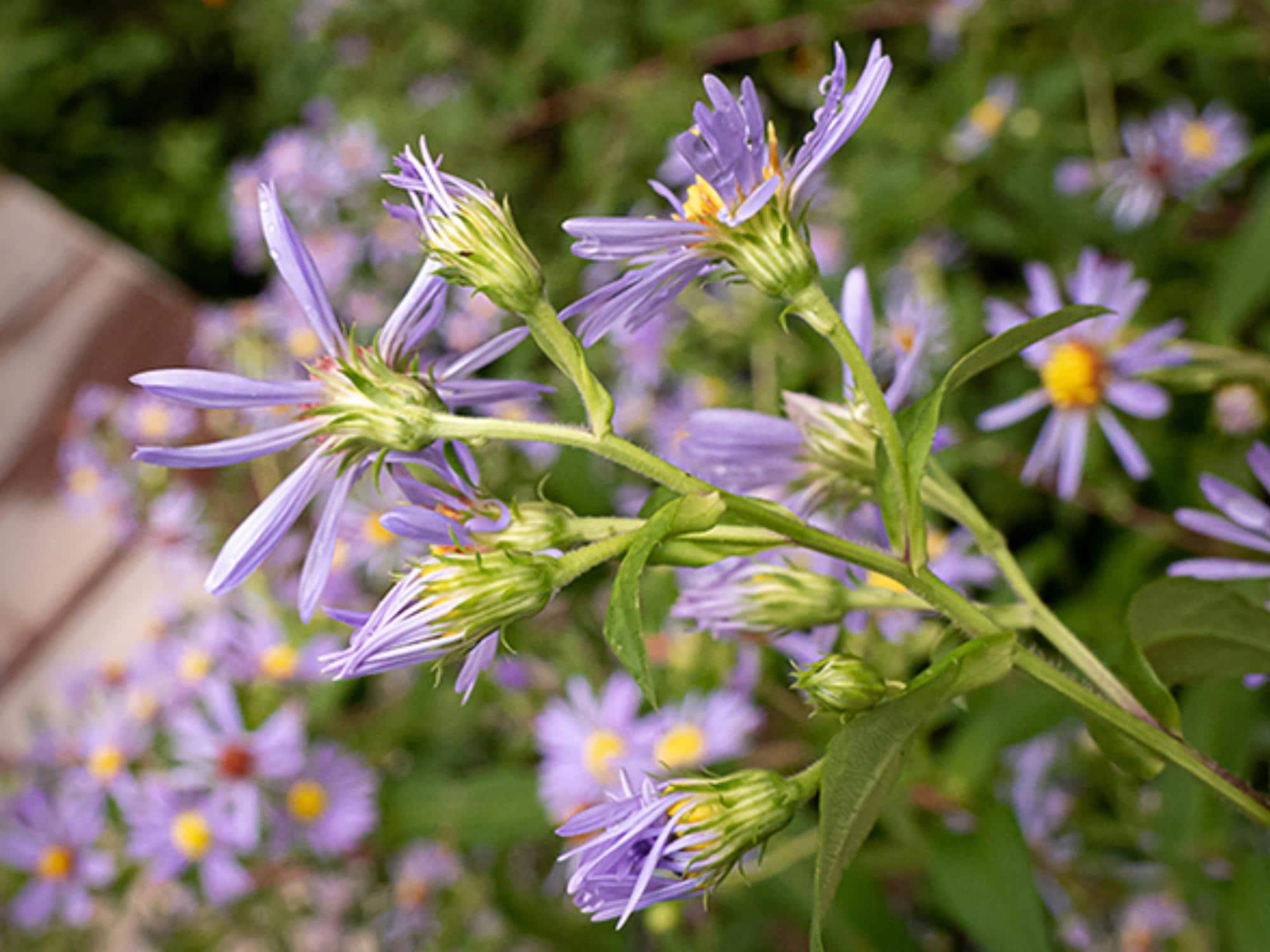 Swamp Aster Seeds – Symphyotrichum puniceum Wetland Wildflower for Rain Gardens & Moist Areas, Native Plant Seed Pack
