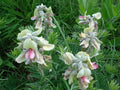 Tephrosia virginiana Seeds Wildflower Pollinator Garden Seeds for Cottage, Meadow, Natural Landscapes