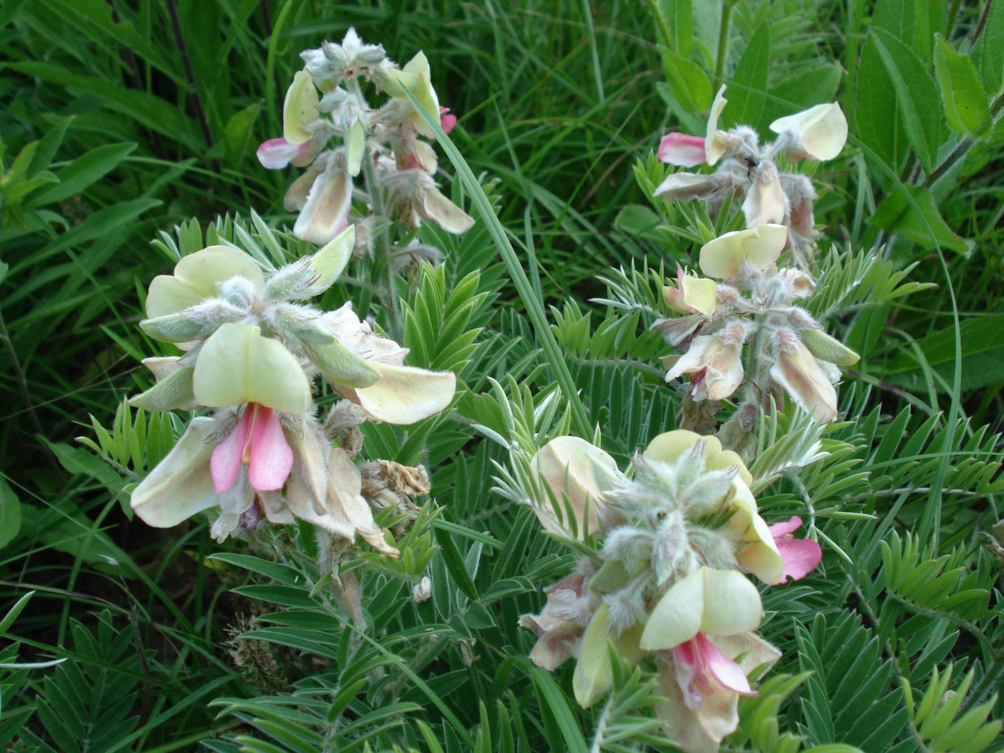Tephrosia virginiana Seeds Wildflower Pollinator Garden Seeds for Cottage, Meadow, Natural Landscapes