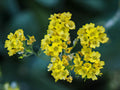 Basket of Gold Seeds – Alyssum saxatile Wildflower Seeds for Pollinator Gardens, Cottage Garden, Natural Landscaping
