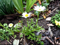 Creeping Daisy Seeds – Chrysanthemum paludosum Wildflower for Pollinator Gardens, Cottage, Meadow, Natural Landscaping