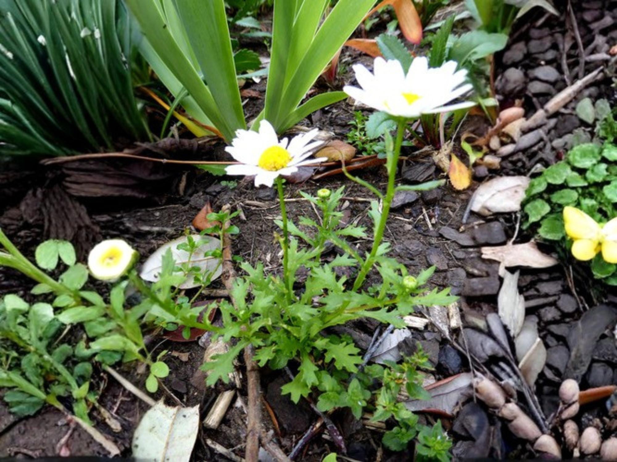 Creeping Daisy Seeds – Chrysanthemum paludosum Wildflower for Pollinator Gardens, Cottage, Meadow, Natural Landscaping