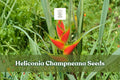 10 Heliconia champneana Seeds | Tropical Ornamental Plant with Banana-Like Foliage | Exotic Garden Flower Seeds