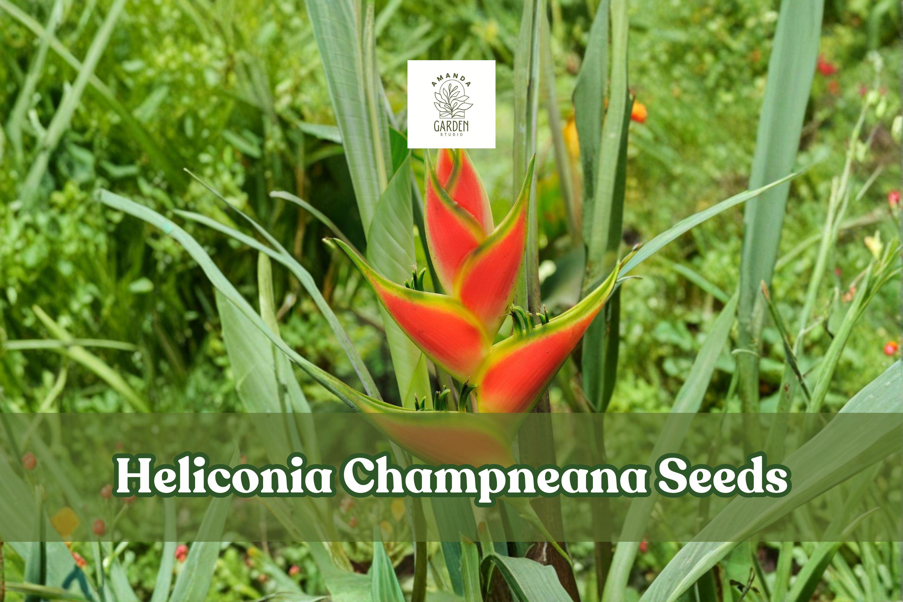 10 Heliconia champneana Seeds | Tropical Ornamental Plant with Banana-Like Foliage | Exotic Garden Flower Seeds