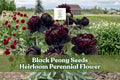 Black Peony Seeds - Heirloom Perennial Flower Seeds for Cottage Gardens, Borders & Cut Flowers, Paeonia spp.