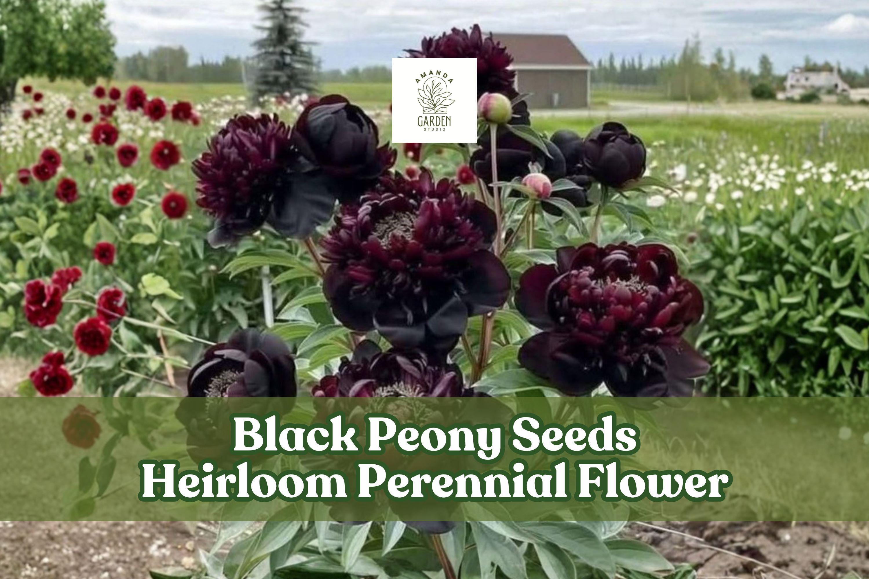 Black Peony Seeds - Heirloom Perennial Flower Seeds for Cottage Gardens, Borders & Cut Flowers, Paeonia spp.