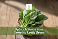 1000 Spinach Seeds - Fast-Growing Leafy Green Vegetable for Garden, Containers, and Raised Beds - Spinacia oleracea