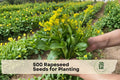 500 Grape Seeds for Planting, Vitis vinifera, Sweet Sapphire, Climbing Fruit Vine for Trellises & Edible Gardens