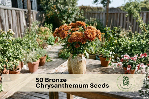 50 Bronze Chrysanthemum Seeds – Ornamental Flowering Plant for Garden Beds, Borders, Containers, Chrysanthemum spp.