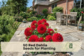 50 Red Dahlia Seeds for Planting – Vibrant Red Flowering Ornamental Dahlia pinnata for Gardens, Borders, Containers & Cut Flowers