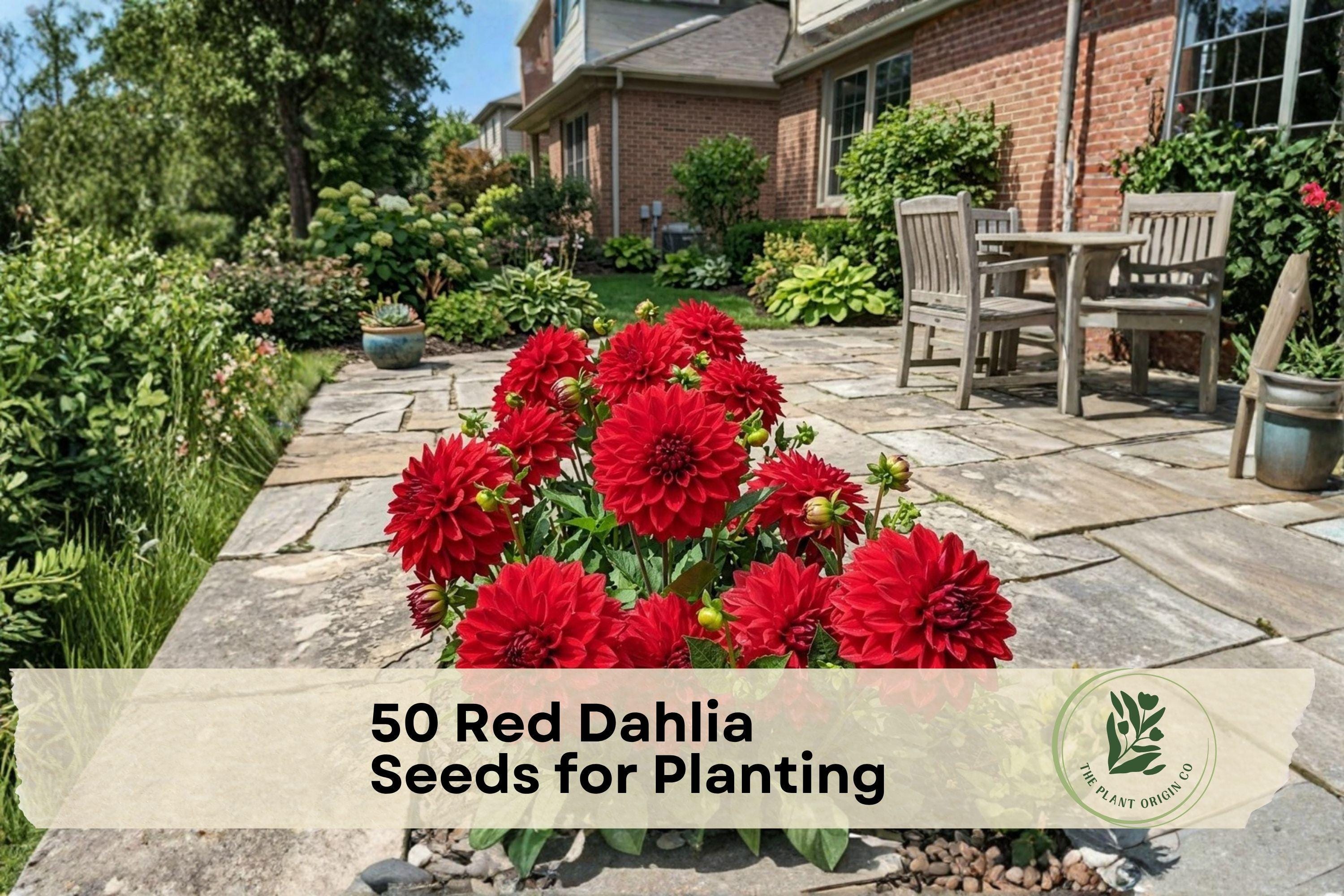 50 Red Dahlia Seeds for Planting – Vibrant Red Flowering Ornamental Dahlia pinnata for Gardens, Borders, Containers & Cut Flowers