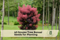 40 Smoke Tree Bonsai Seeds for Planting | Cotinus coggygria | Ornamental Tree for Bonsai & Garden