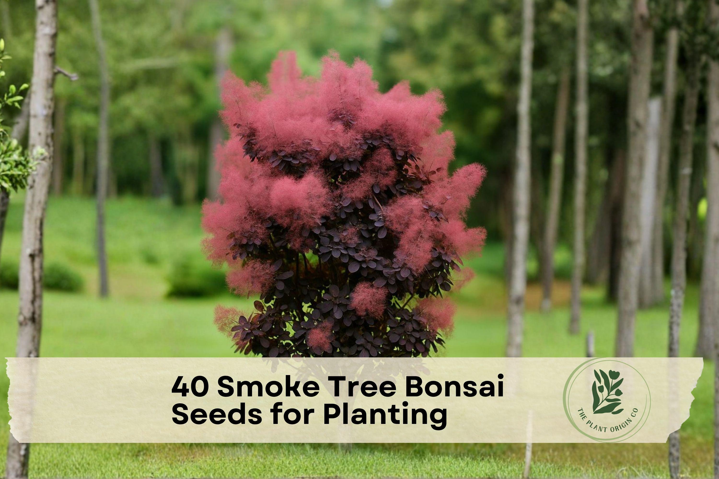40 Smoke Tree Bonsai Seeds for Planting | Cotinus coggygria | Ornamental Tree for Bonsai & Garden