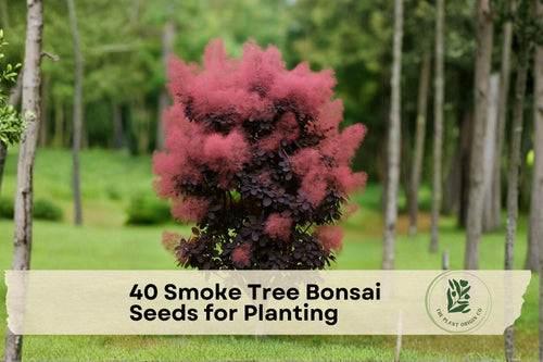 40 Smoke Tree Bonsai Seeds for Planting | Cotinus coggygria | Ornamental Tree for Bonsai & Garden