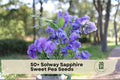 50+ Solway Sapphire Sweet Pea Seeds - Fragrant Lavender Blue Climbing Vine, Lathyrus odoratus, Semi-Dwarf Flower Seeds