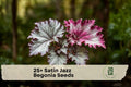 25+ Satin Jazz Begonia Seeds - Ornamental Flowering Plant for Containers & Shade Gardens, Begonia spp.