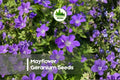 Mayflower Geranium Seeds – Pelargonium x hortorum, Bright Colorful Blooms, Container & Garden Bed, 25+ Seeds