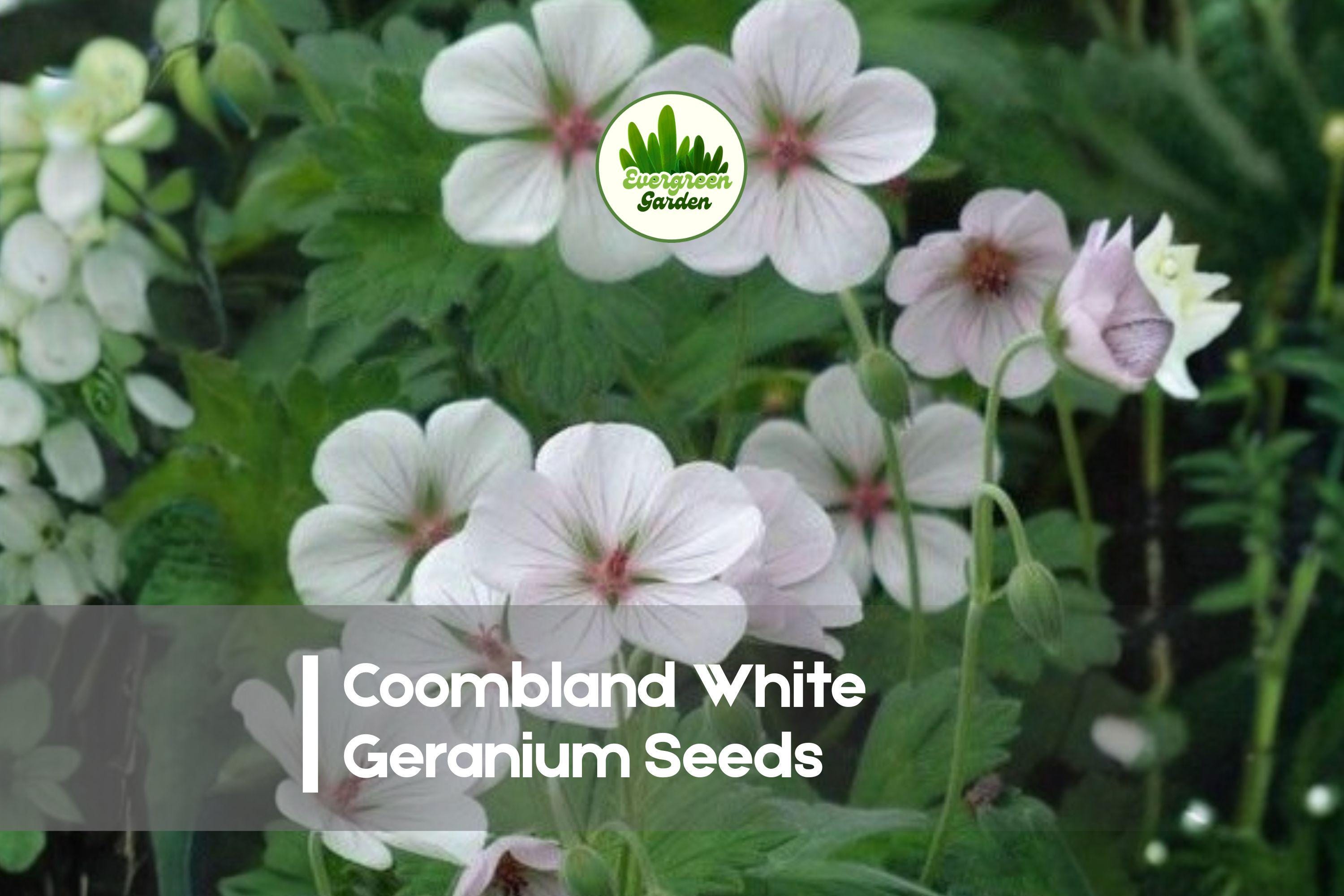 Coombland White Geranium Seeds – Pelargonium x hortorum – White Flower Clusters – Container & Garden Bed Planting