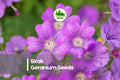 25+ Sirak Geranium Seeds – Pelargonium x hortorum for Containers, Borders, and Gardens, Bright Blooms, Easy to Grow