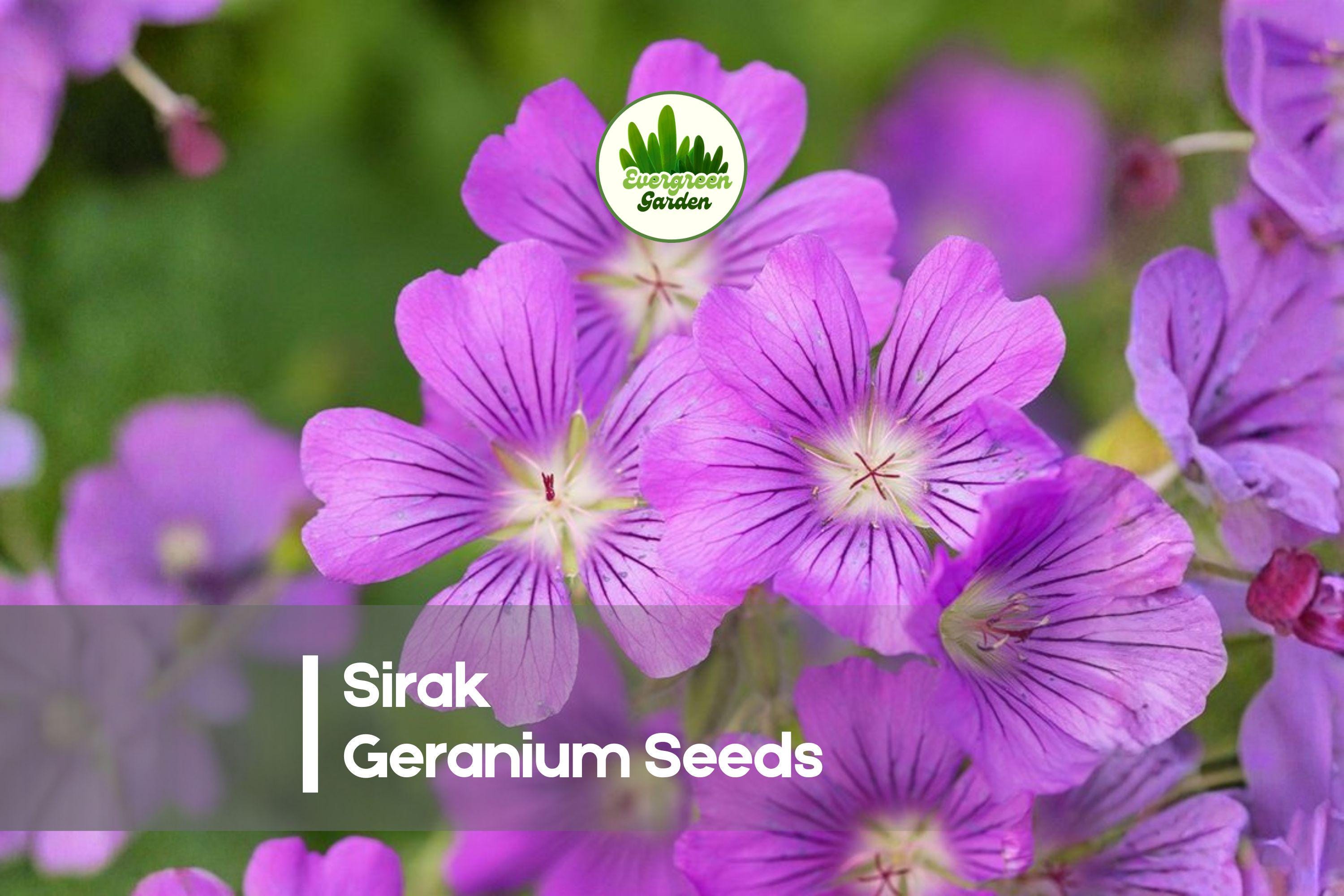 25+ Sirak Geranium Seeds – Pelargonium x hortorum for Containers, Borders, and Gardens, Bright Blooms, Easy to Grow