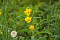 Partridge Pea Seeds 100 – Chamaecrista fasciculata Native Yellow Wildflower for Pollinator Gardens & Prairie Restoration