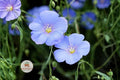 Perennial Blue Flax Seeds – Linum perenne Wildflower for Pollinator Gardens, Meadow & Cottage Landscaping