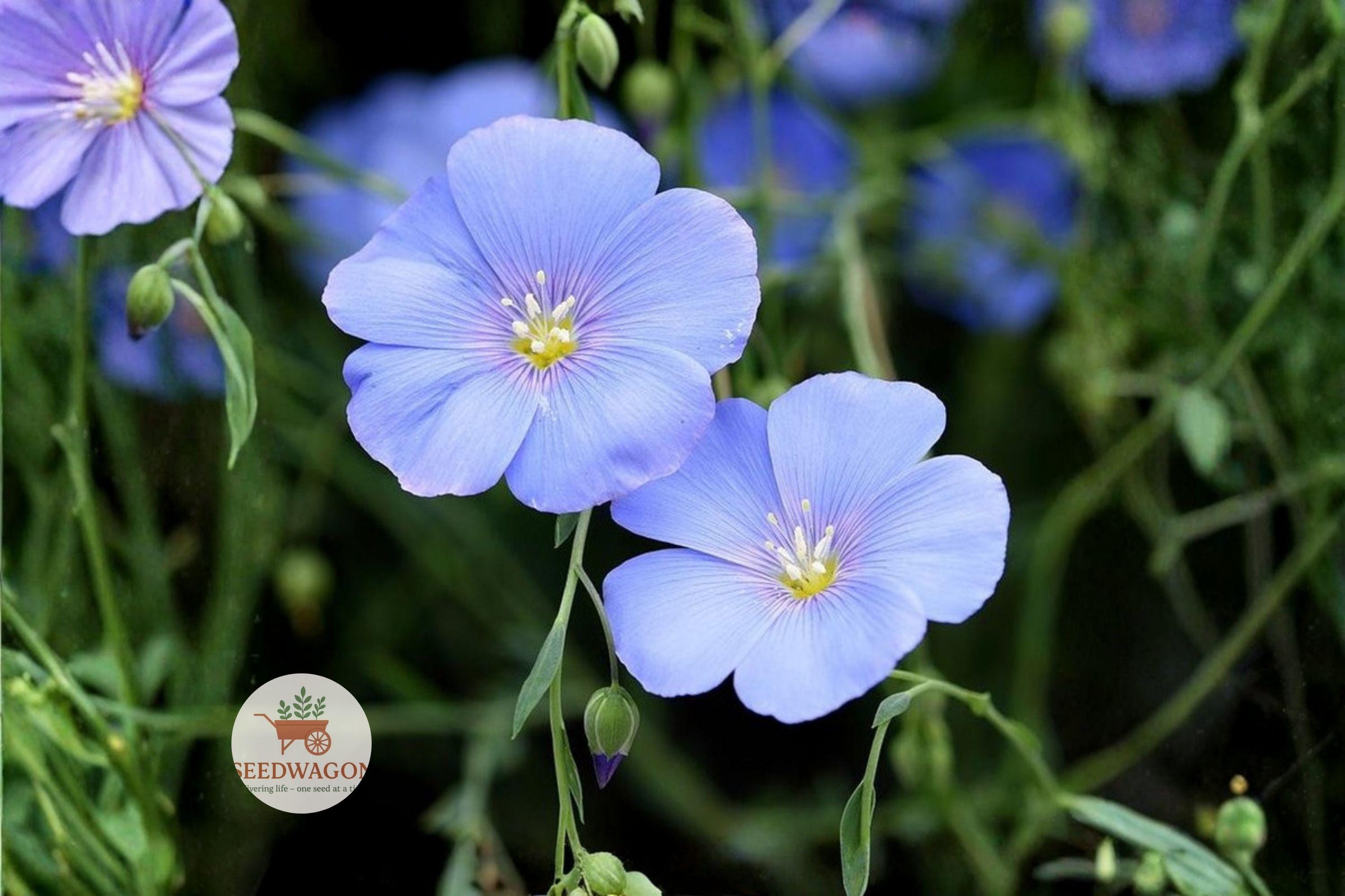 Perennial Blue Flax Seeds – Linum perenne Wildflower for Pollinator Gardens, Meadow & Cottage Landscaping