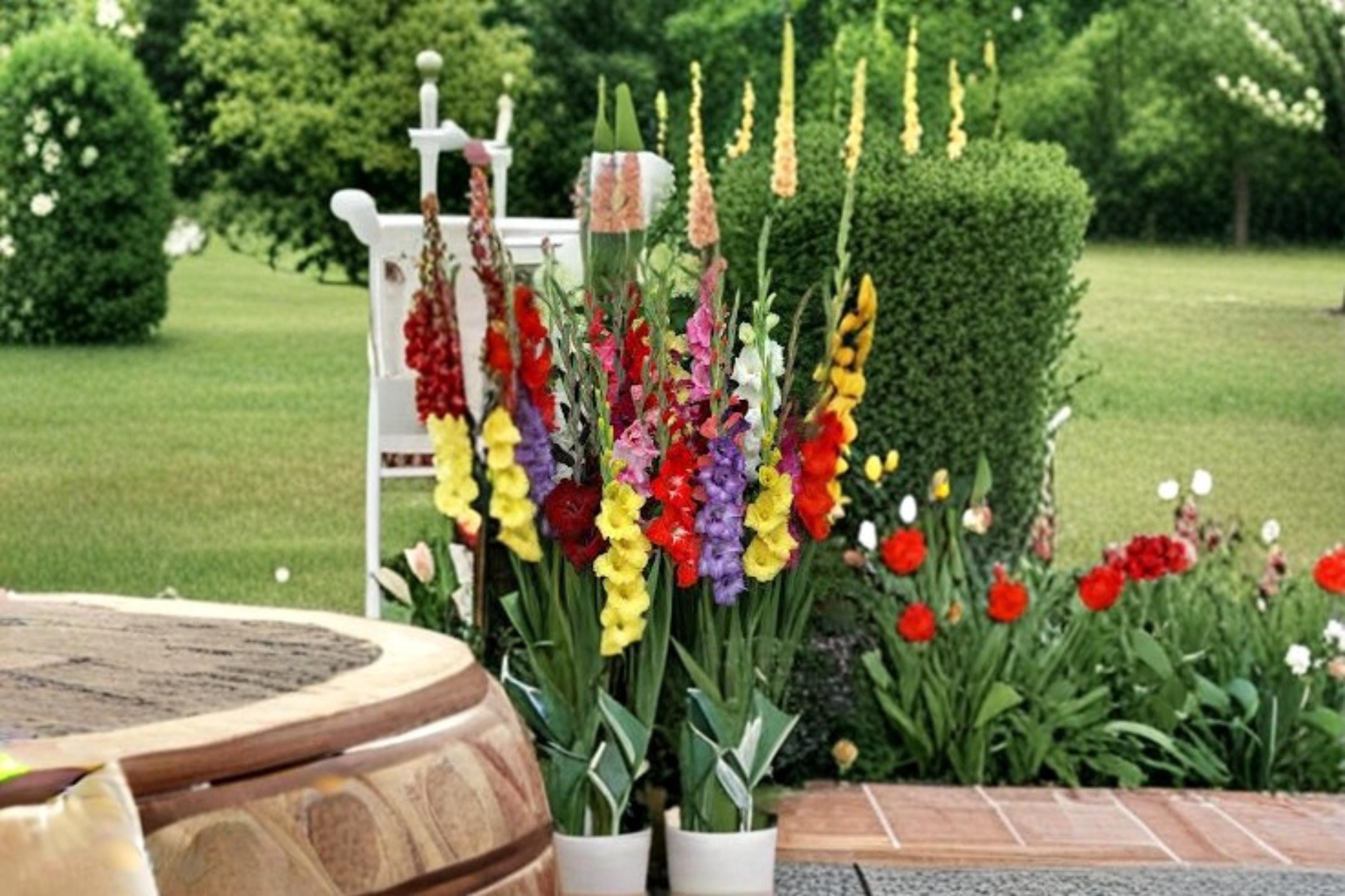 Mixed Gladiolus Bulbs – Flowering Plant, Garden Borders, Full Sun, Well-Drained Soil, Gladiolus spp.