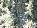 Rocky Mountain Juniper Seeds | Juniperus scopulorum | Evergreen Conifer for Landscaping & Wildlife Gardens