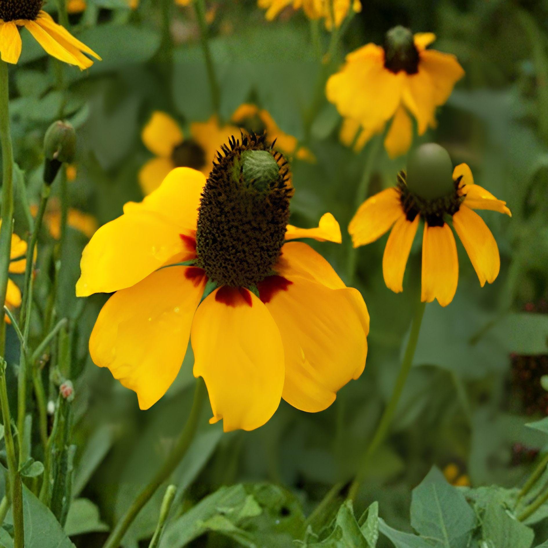 Clasping Coneflower Seeds | Rudbeckia amplexicaulis | Native Wildflower | Pollinator Plant | 100 Seeds