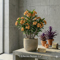 Golden Bell Crown of Thorns Starter Plant, Yellow Flowering Succulent, Euphorbia milii, Indoor & Patio Houseplant