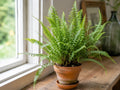 Hay-Scented Fern Bare Root Clump, Native Perennial Fern, Dennstaedtia punctilobula, Shade Garden Ground Cover
