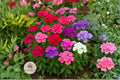 Annual Phlox Seeds 100 – Phlox drummondii Colorful Pollinator Wildflower Garden Plant