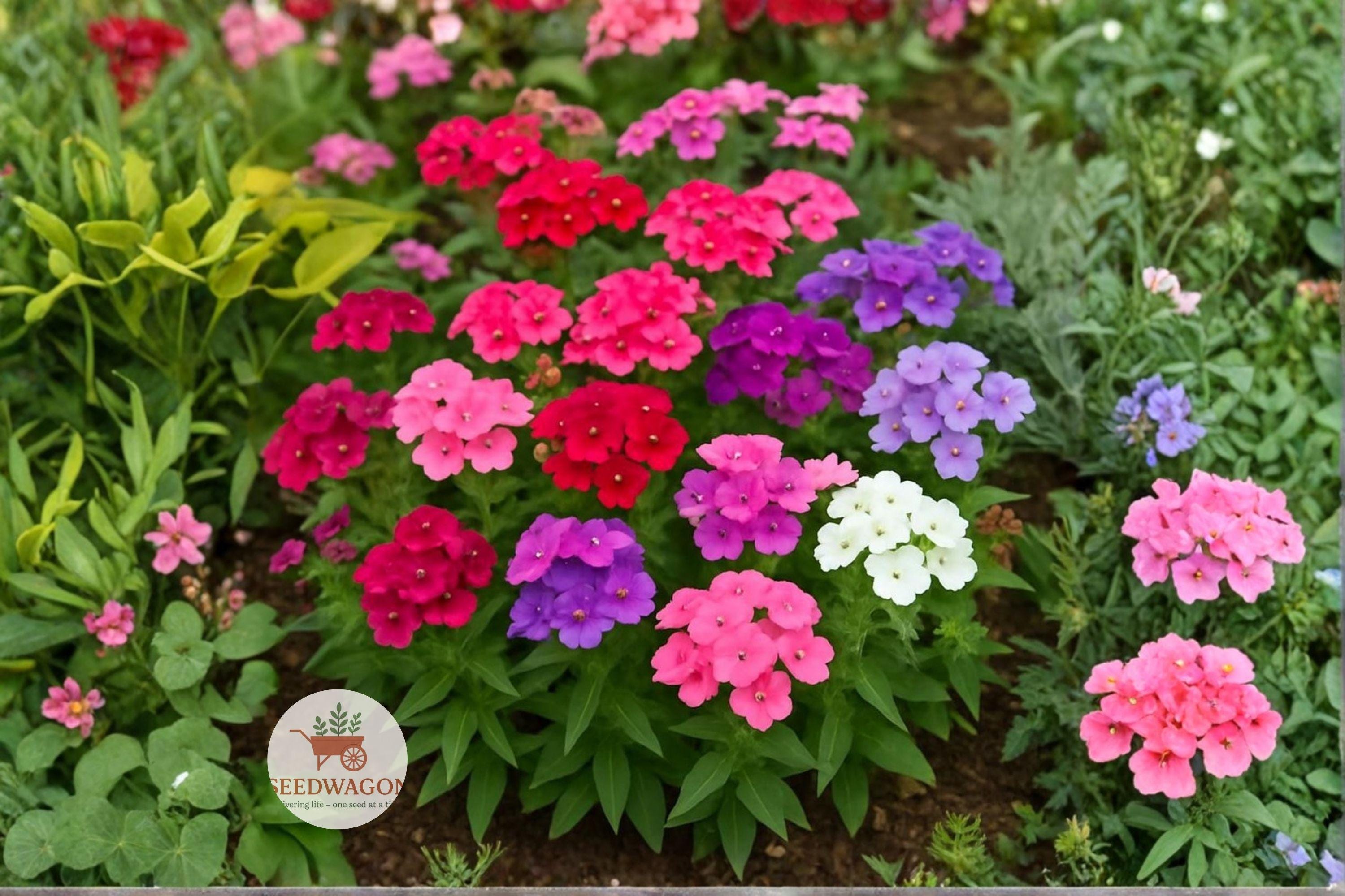 Annual Phlox Seeds 100 – Phlox drummondii Colorful Pollinator Wildflower Garden Plant