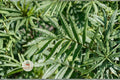 Black Mint Huacatay Seeds - Tagetes minuta Heirloom Culinary Herb for Herb Gardens, Container Gardening, Pollinator Gardens