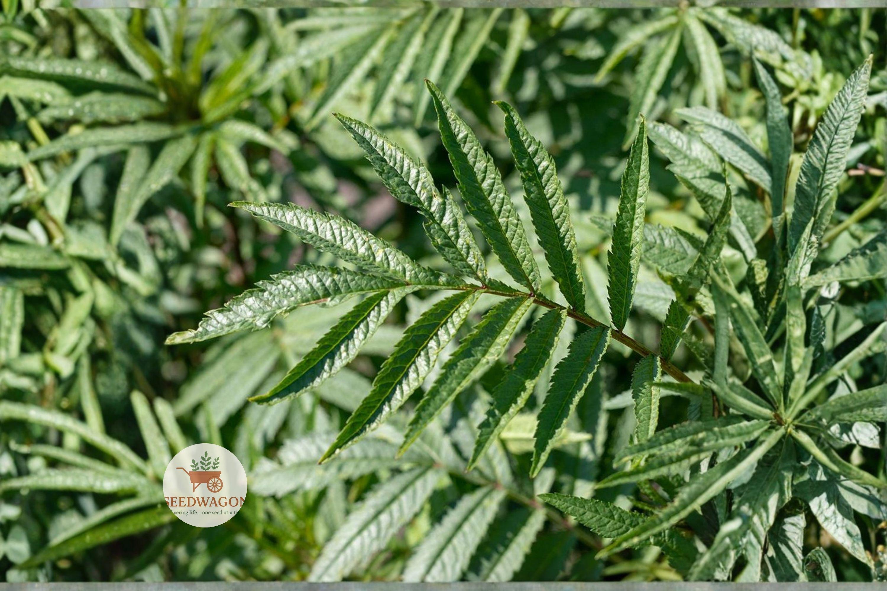 Black Mint Huacatay Seeds - Tagetes minuta Heirloom Culinary Herb for Herb Gardens, Container Gardening, Pollinator Gardens