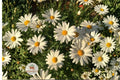 Oxeye Daisy Seeds 100 – Leucanthemum vulgare Wildflower Pollinator Garden Plant, White Perennial Flower