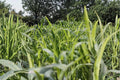 Egyptian Wheat Seeds – Sorghum bicolor Grain Crop for Garden and Field Planting, Tall Grass, Full Sun, Well-Drained Soil
