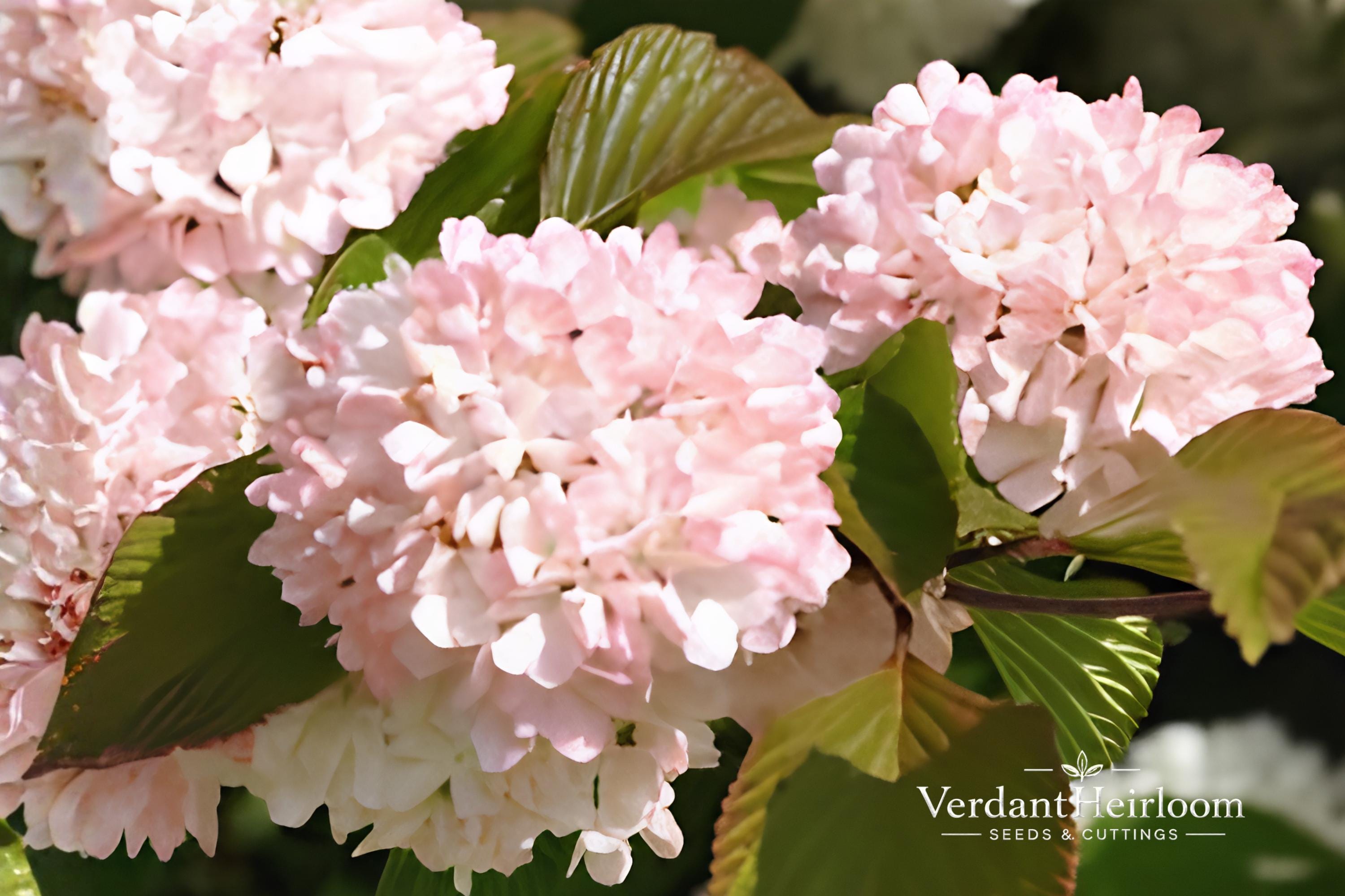 Mary Milton Japanese Snowball Shrub – Bare Root Pink Blooms, Viburnum plicatum 'Mary Milton' Plant