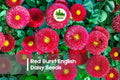 Red Burst English Daisy Seeds, 200+ Bellis perennis, Compact Spring Blooming Flowers for Borders & Containers