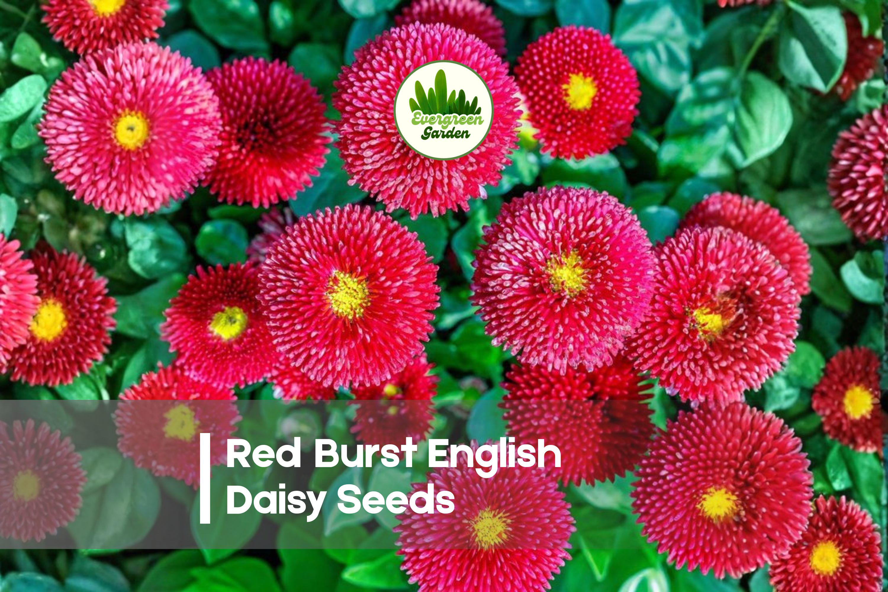 Red Burst English Daisy Seeds, 200+ Bellis perennis, Compact Spring Blooming Flowers for Borders & Containers