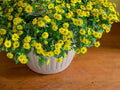 Creeping Zinnia Seeds – Sanvitalia procumbens Wildflower Seeds for Pollinator Gardens, Borders & Meadow Plantings